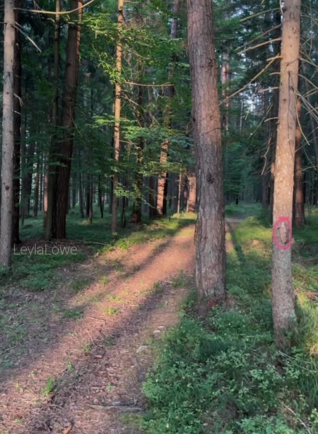 I've come to collect your wood, you can't say no