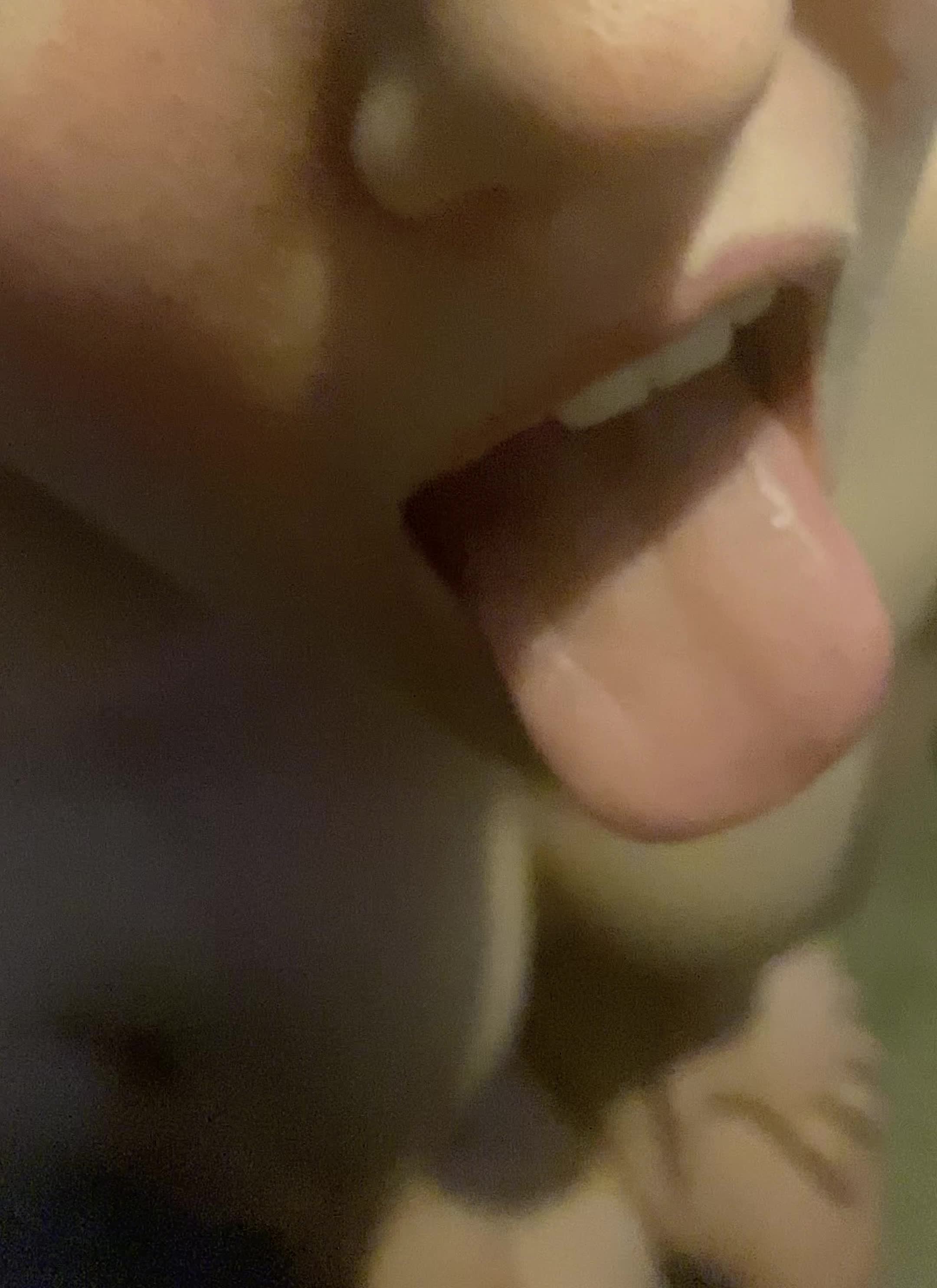 Love taking a load of cum on my tongue